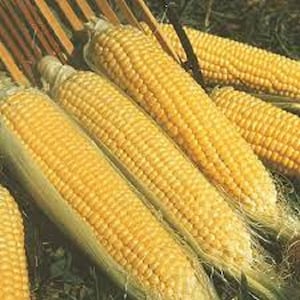 May include: Close-up of several ears of corn, showing the yellow kernels and husks. The corn is arranged in a row, with the tips of the ears pointing in different directions.
