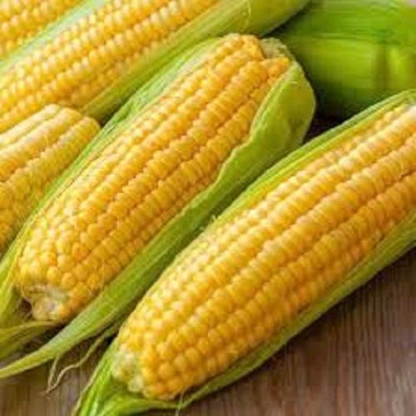 Premium Golden Bantam Heirloom Corn - Since 1902! Best Organic Heirloom there is! Sweet and Delicious!