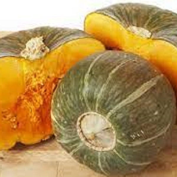 Premium Buttercup Winter Squash - Fresh Organic, Heirloom Seeds - Distinctive Turban Shaped - Stores Extremely Well!