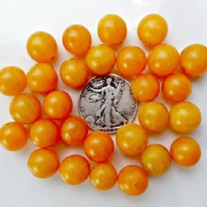 Gold Rush - +30 Fresh Heirloom Seeds! Great in Salads!