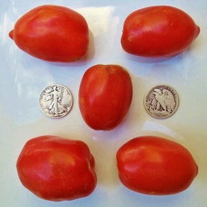Puede incluir: Cinco tomates rojos de varios tamaños y formas están dispuestos sobre una superficie blanca. También hay dos monedas de plata en la superficie.