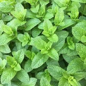 Premium Spearmint Herb - +200 Fresh Seeds So many uses - Great in teas!