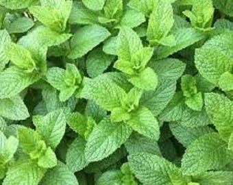 May include: A close-up image of a lush patch of green mint leaves. The leaves are fresh and vibrant, with a smooth, textured surface.