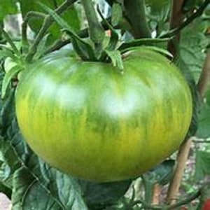 May include: A large, green striped tomato with yellow stripes growing on a vine. The tomato is round and has a smooth surface.
