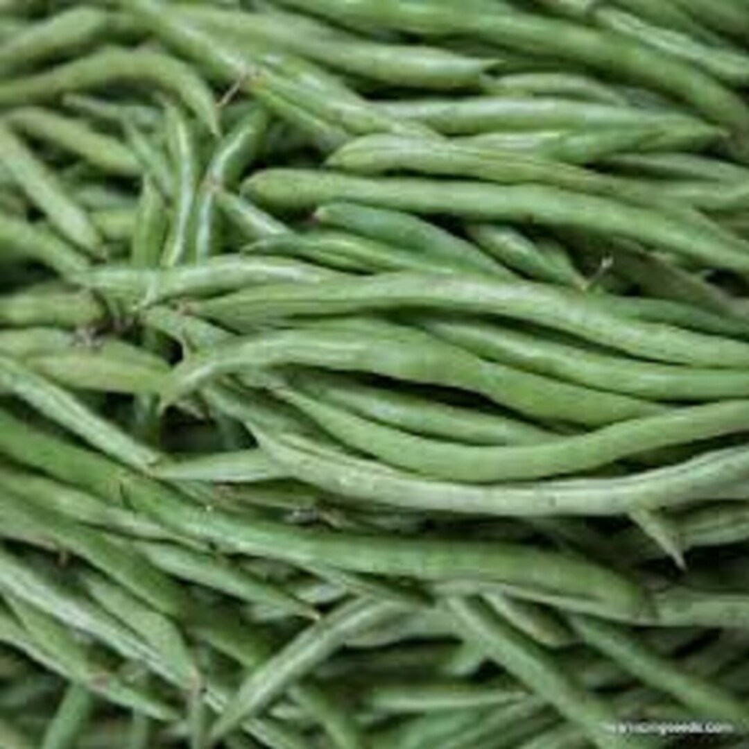 Premium Contender Green Bean 25 Fresh, Organic, Heirloom Seeds. Stringless. One of the Most