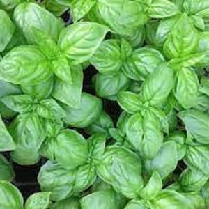 Premium Genovese Basil Herb - Most Popular Variety - Fresh Organic Heirloom Seed -  Very strong tangy scent that is favored by many chefs.