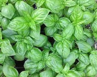 Premium Genovese Basil Herb - Most Popular Variety - Fresh Organic Heirloom Seed -  Very strong tangy scent that is favored by many chefs.