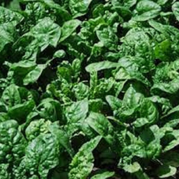 Premium Giant Noble Spinach - Fresh Organic, Heirloom Seeds - Tall and Sweet!  Slow to Bolt!