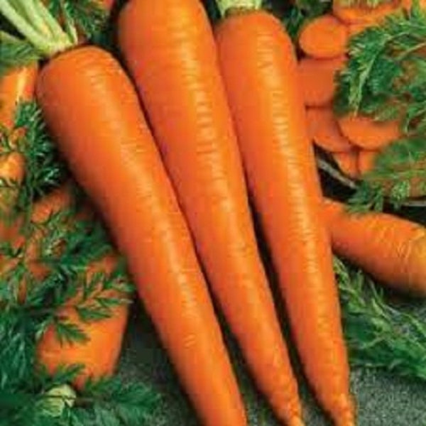 Premium Imperator 58 Carrot - Fresh Organic, Heirloom Seeds - Sweet and Tender!  This is the one selling in supermarkets everywhere!