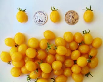 May include: A close-up of a group of small, bright yellow tomatoes. The tomatoes are arranged in a cluster on a white surface. There are also four larger tomatoes, each about the size of a US quarter, arranged in a row above the cluster.