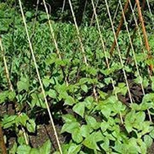 May include: A row of green bean plants growing on a trellis made of wooden stakes and twine. The plants are growing in a garden bed with brown soil.