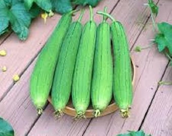 Premium Luffa Sponge Gourd Seeds - Fresh from 20261 Can be used as a natural bath and body sponge. Can also be used for household cleaning.