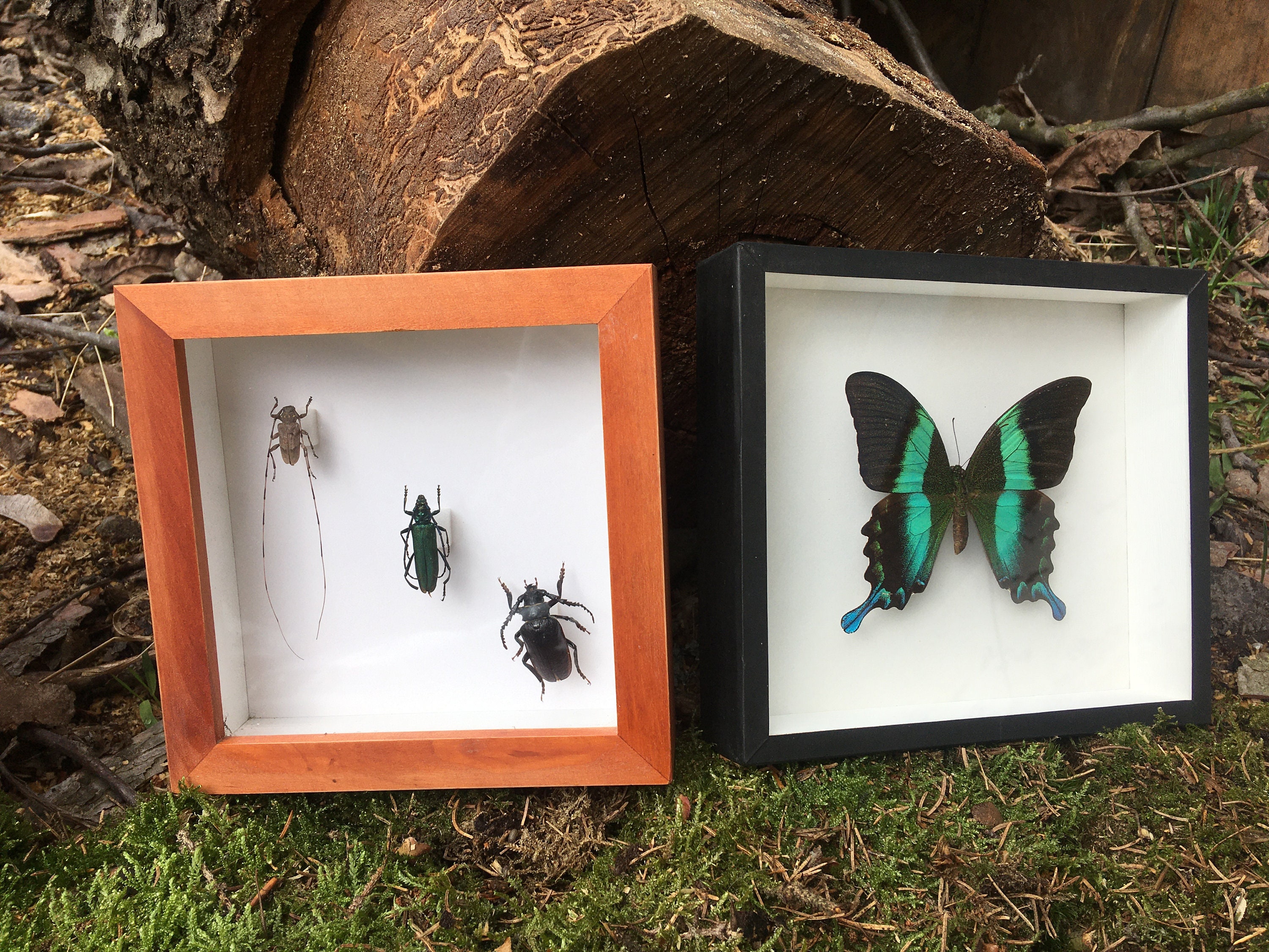 Butterfly in display insect box_alternative decoration Etsy