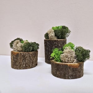 3er Set Holzscheit Moos Dekorationen - Rustikales Skandinavisches Moos Dekor | Natürliche Tischdekoration | Eco Geschenk für Zuhause oder Büro