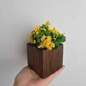Puede incluir: Una pequeña maceta cuadrada de madera llena de musgo y flores preservadas de color amarillo y verde vibrantes. La madera de color marrón oscuro contrasta con los colores brillantes de la vida vegetal, creando un elemento decorativo y natural.