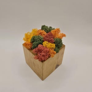 Herbst Reindeer Moos Cube - Konserviertes Moos Arrangement in der Holzkiste, Herbst Tischdekoration, Skandinavische Natürliche Herzstück, Büro Moos Geschenk