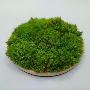 May include: A round, natural moss piece with vibrant green foliage. The moss is densely packed, creating a textured appearance. The moss sits on a light brown, circular base, providing a contrasting border against the bright green.