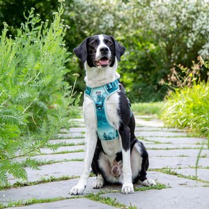 Op de afbeelding: Een zwart-witte hond met een turquoise hondentuigje met een landschapsontwerp. De hond zit op een stenen pad in een tuin, met groene bladeren op de achtergrond.