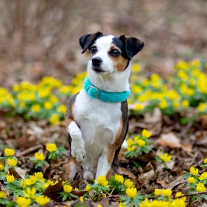 May include: A small, black, brown, and white dog wearing a turquoise collar sits in a field of yellow flowers.