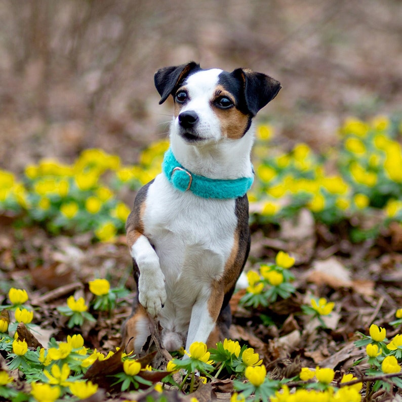 May include: A small, black, brown, and white dog wearing a turquoise collar sits in a field of yellow flowers.
