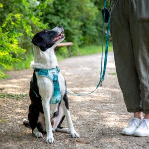 Op de afbeelding: Een zwart-witte hond met een turquoise en wit harnas met een landschapsontwerp, zittend op een pad. De hond kijkt omhoog en een bijpassende riem wordt vastgehouden door een persoon die een groene broek en witte sneakers draagt.