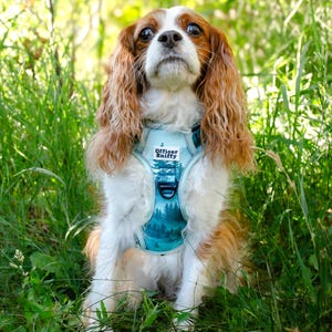 Op de afbeelding: Een Cavalier King Charles Spaniel hond met een blauw tuigje met een bosontwerp. Op het tuigje staat de tekst "Officer Sniffy". De hond heeft lang, golvend bruin en wit haar en zit in hoog, groen gras.