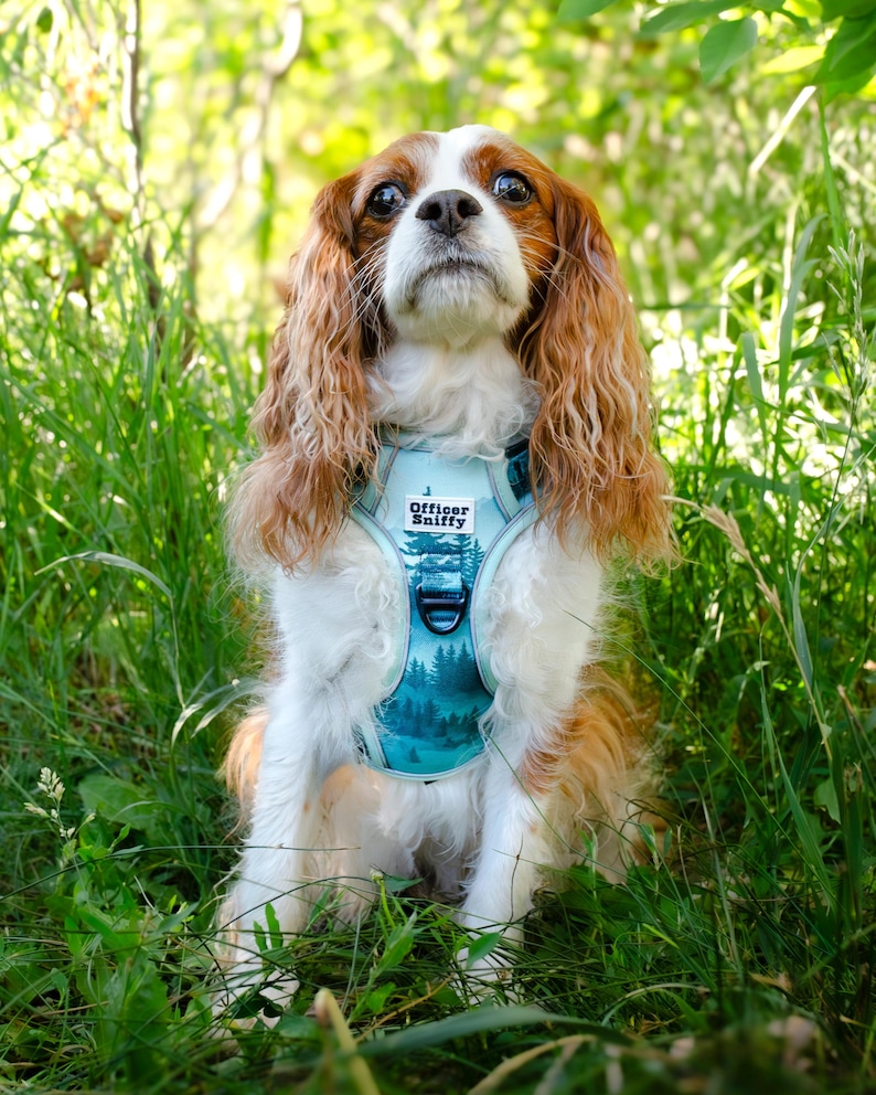 Op de afbeelding: Een Cavalier King Charles Spaniel hond met een blauw tuigje met een bosontwerp. Op het tuigje staat de tekst "Officer Sniffy". De hond heeft lang, golvend bruin en wit haar en zit in hoog, groen gras.
