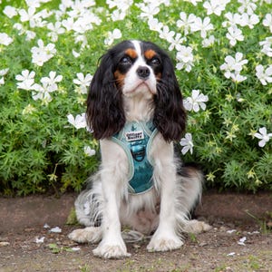 Op de afbeelding: Een Cavalier King Charles Spaniel draagt een turquoise harnas met de tekst "Officer Sniffy" en een bosontwerp. De hond zit voor witte bloemen.