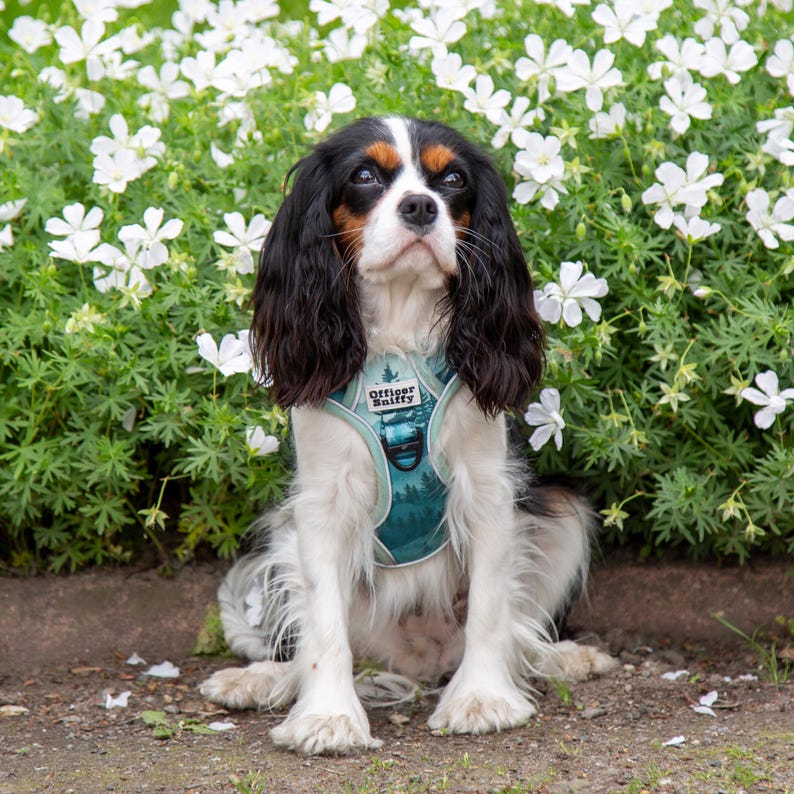 Op de afbeelding: Een Cavalier King Charles Spaniel draagt een turquoise harnas met de tekst "Officer Sniffy" en een bosontwerp. De hond zit voor witte bloemen.