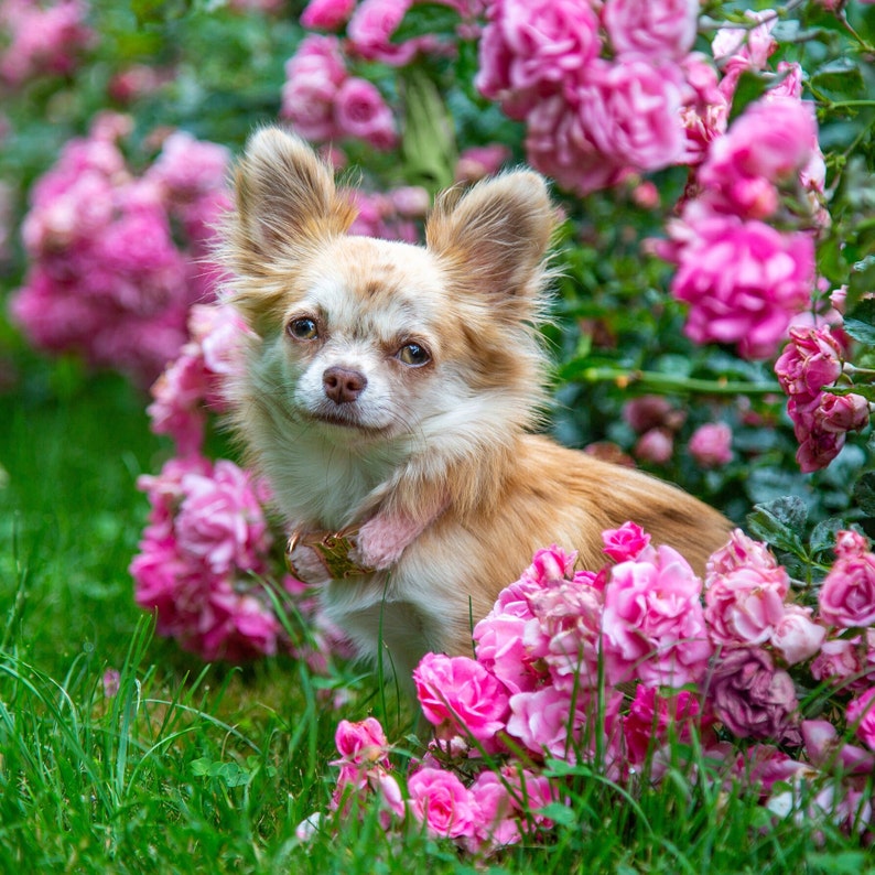 May include: A small, light brown and white chihuahua dog with a pink collar sits in a bed of pink roses. The dog is looking directly at the camera.