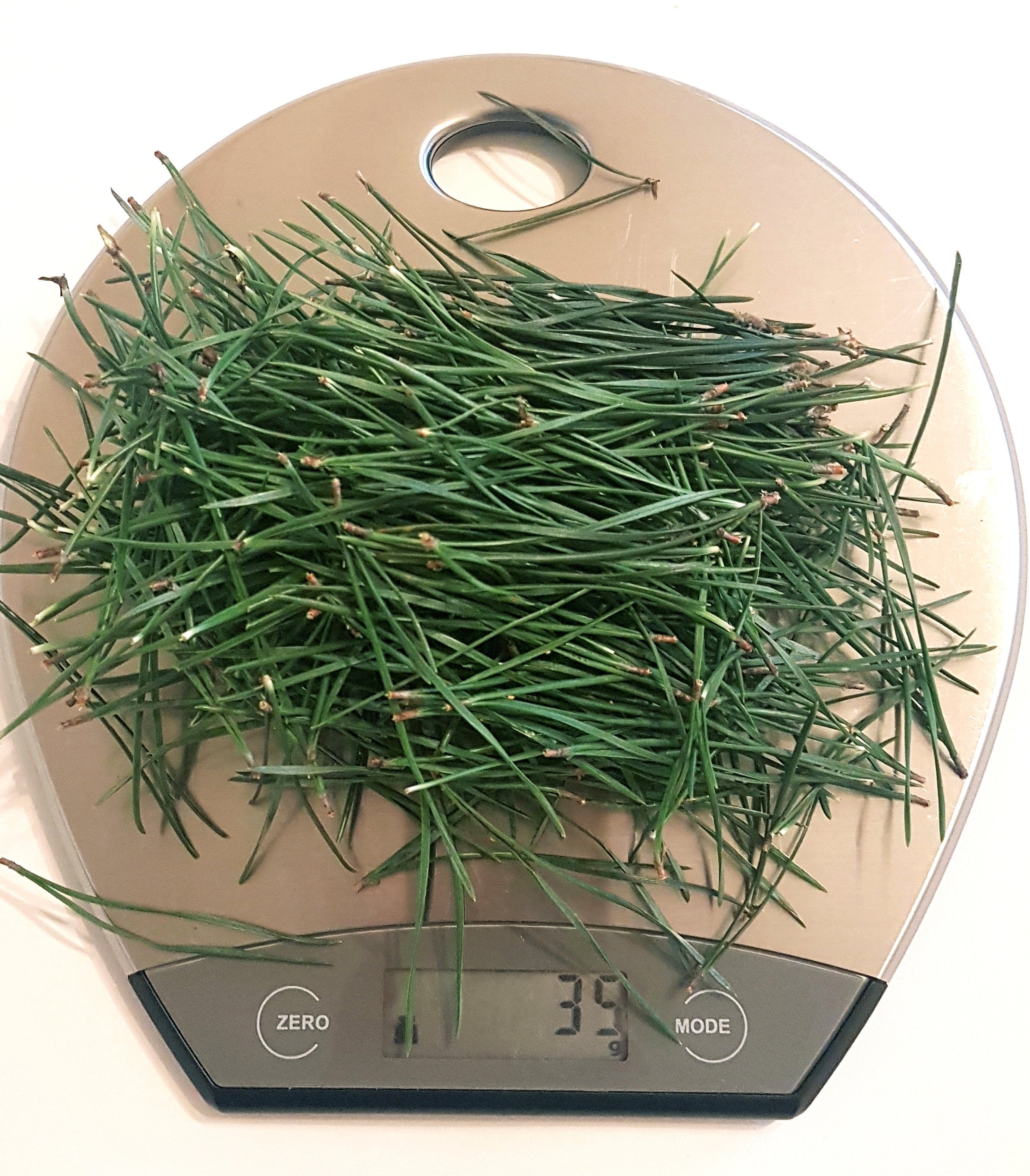 Fresh Pine Needles for Tea pinus Sylvestris Pine Needles Etsy UK