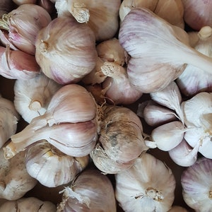 Hard Neck Knoblauchzwiebeln, Knoblauch Lyubasha,
