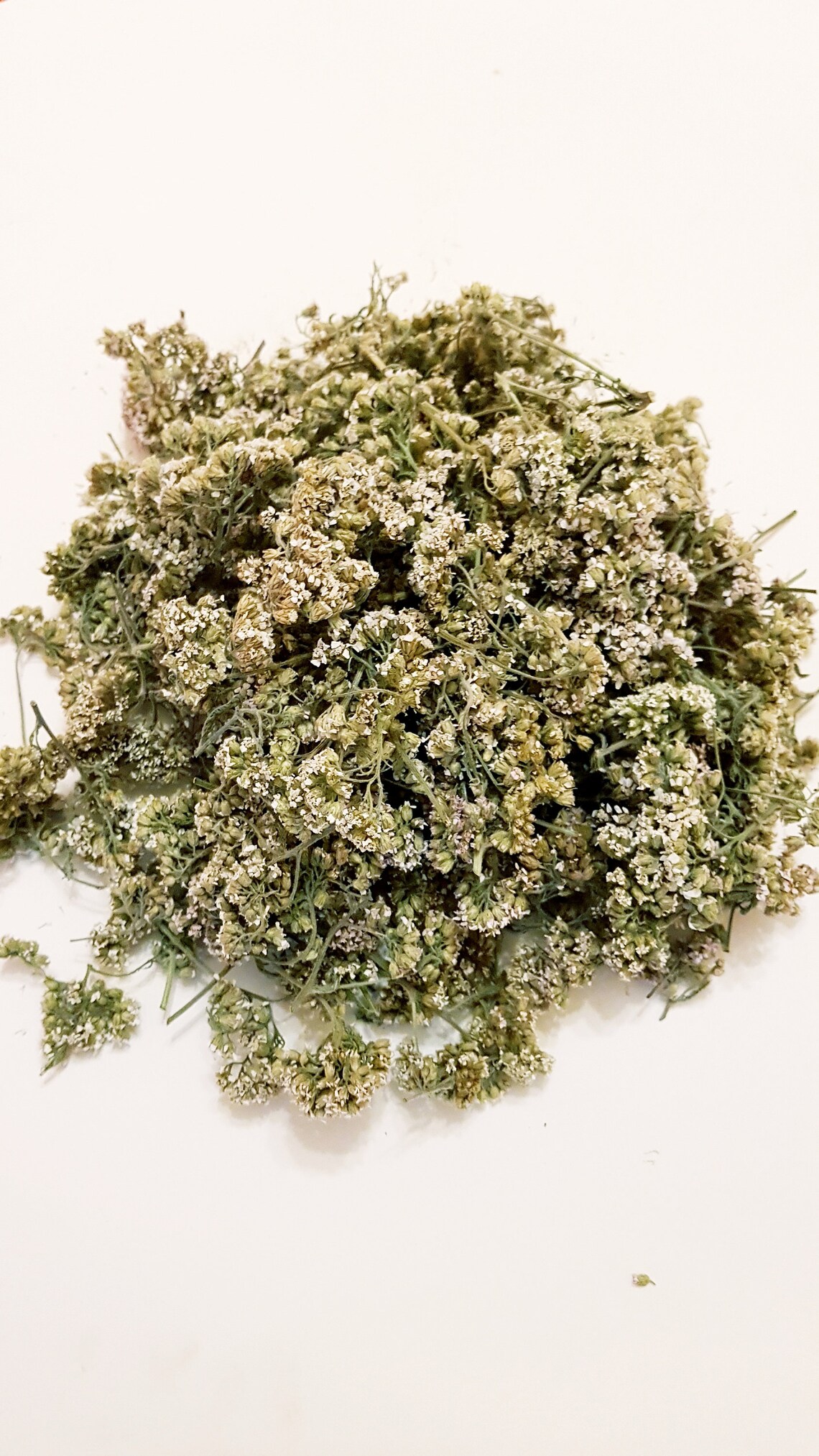 Yarrow Achillea millefolium Dried Yarrow Herbal Tea 100 Etsy