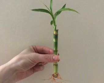 Straight Bamboo Stem, 3 sizes, rooted bamboo stems for good luck