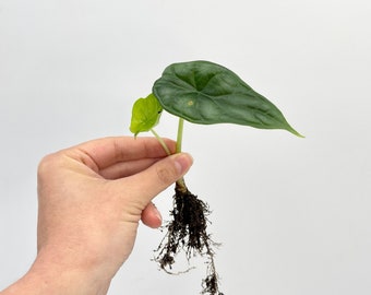 Könnte beinhalten: Ein kleiner Alocasia-Pflanzenschnitt mit einem einzelnen, großen, dunkelgrünen Blatt und einem kleineren, helleren grünen Blatt. Die Pflanze hat einen Stiel und ein Wurzelsystem. Die Pflanze wird vor einem weißen Hintergrund gehalten.