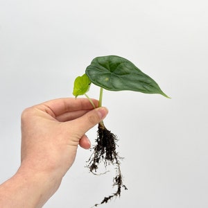 Alocasia Dragon Scale, Alocasia Baginda houseplant cutting,rare plant cutting