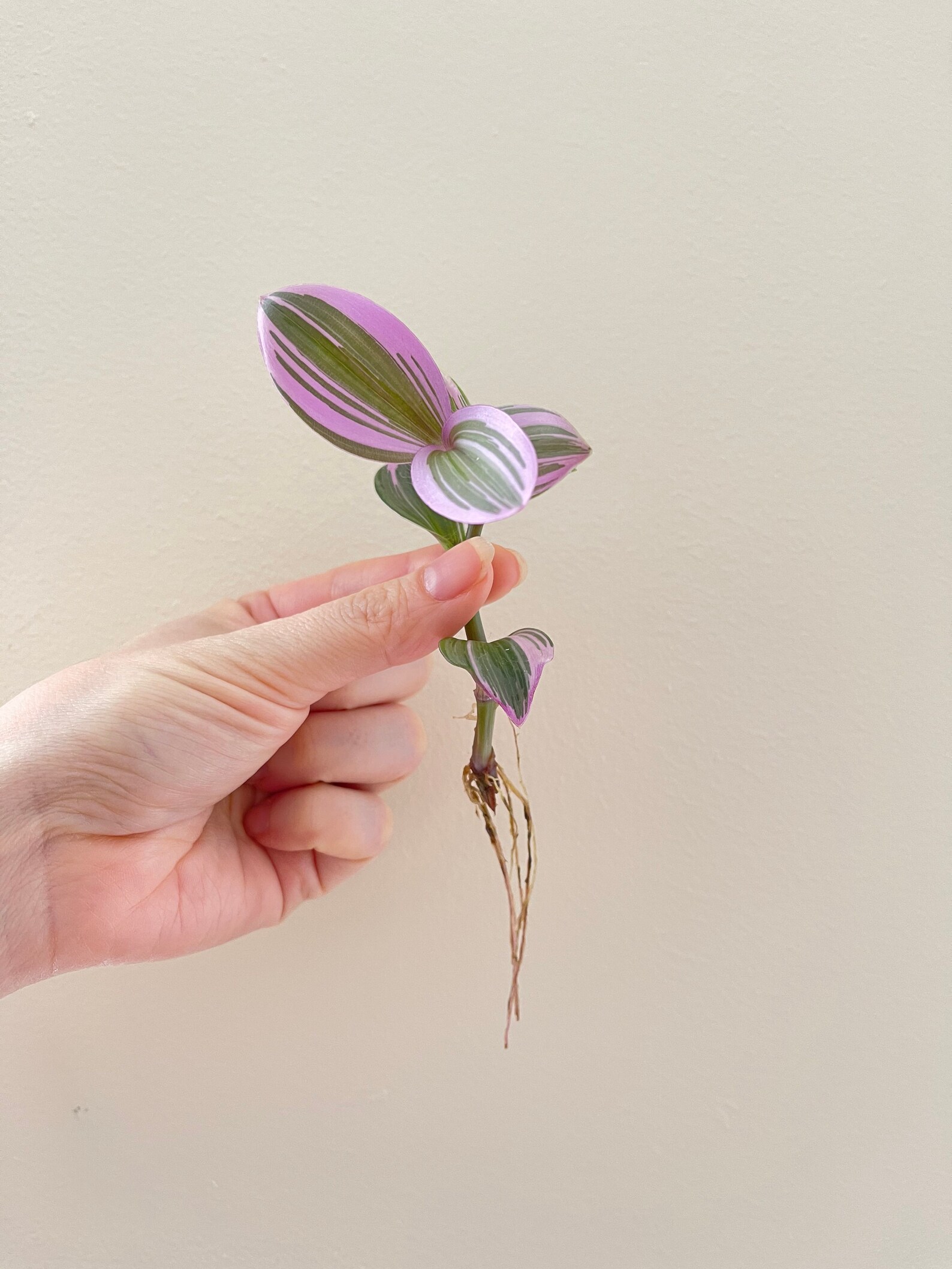 Rooted Tradescantia nanouk houseplant cutting 3 size plant | Etsy
