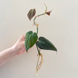 Philodendron Micans ROOTED Cutting | Philodendron Hederaceum | Velvet Leaf