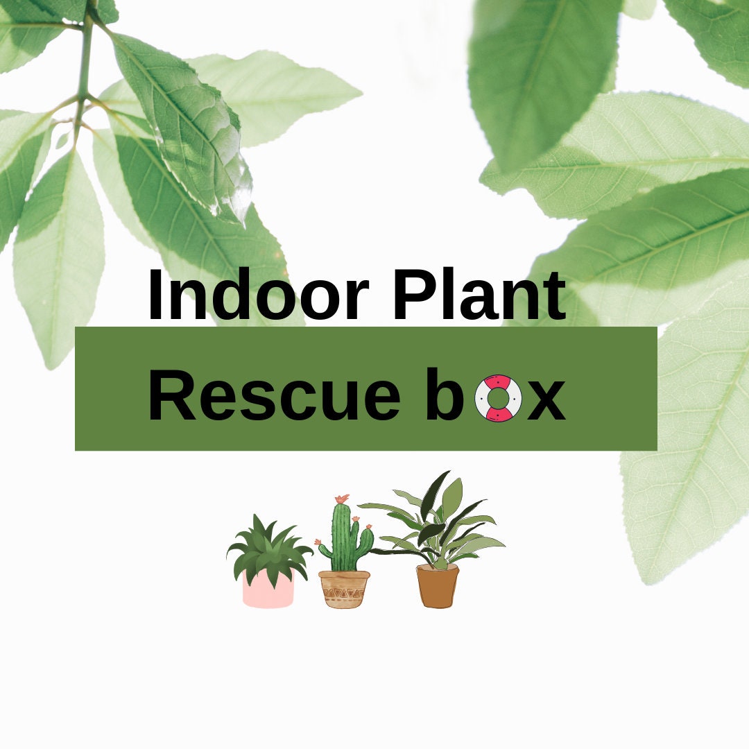 Plants in a Box -  UK