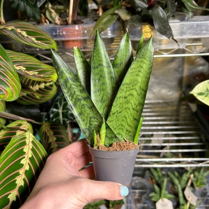 May include: A small potted snake plant with green and white striped leaves. The plant is in a grey pot and is being held by a hand.