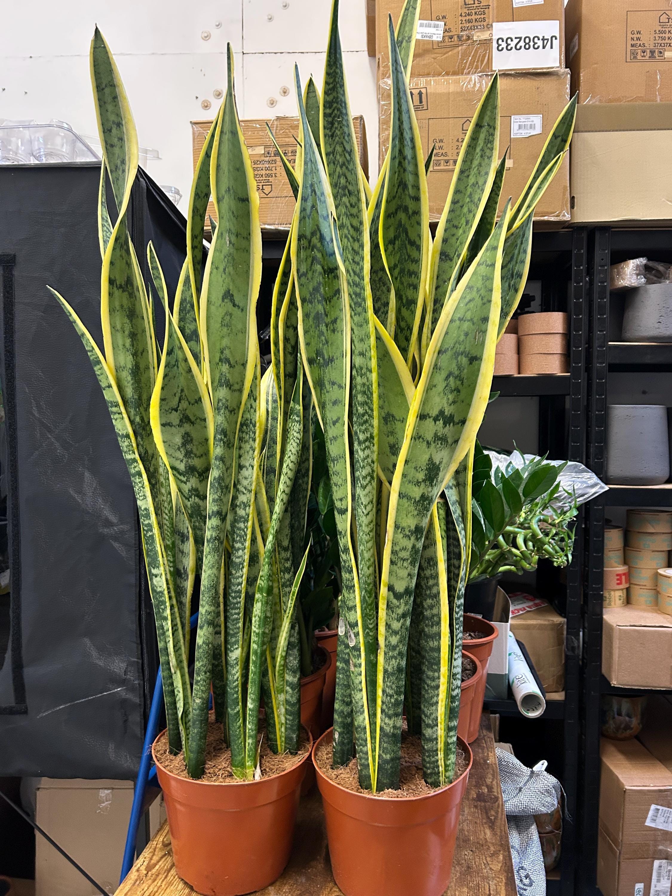 Large Snake Plant - Etsy UK