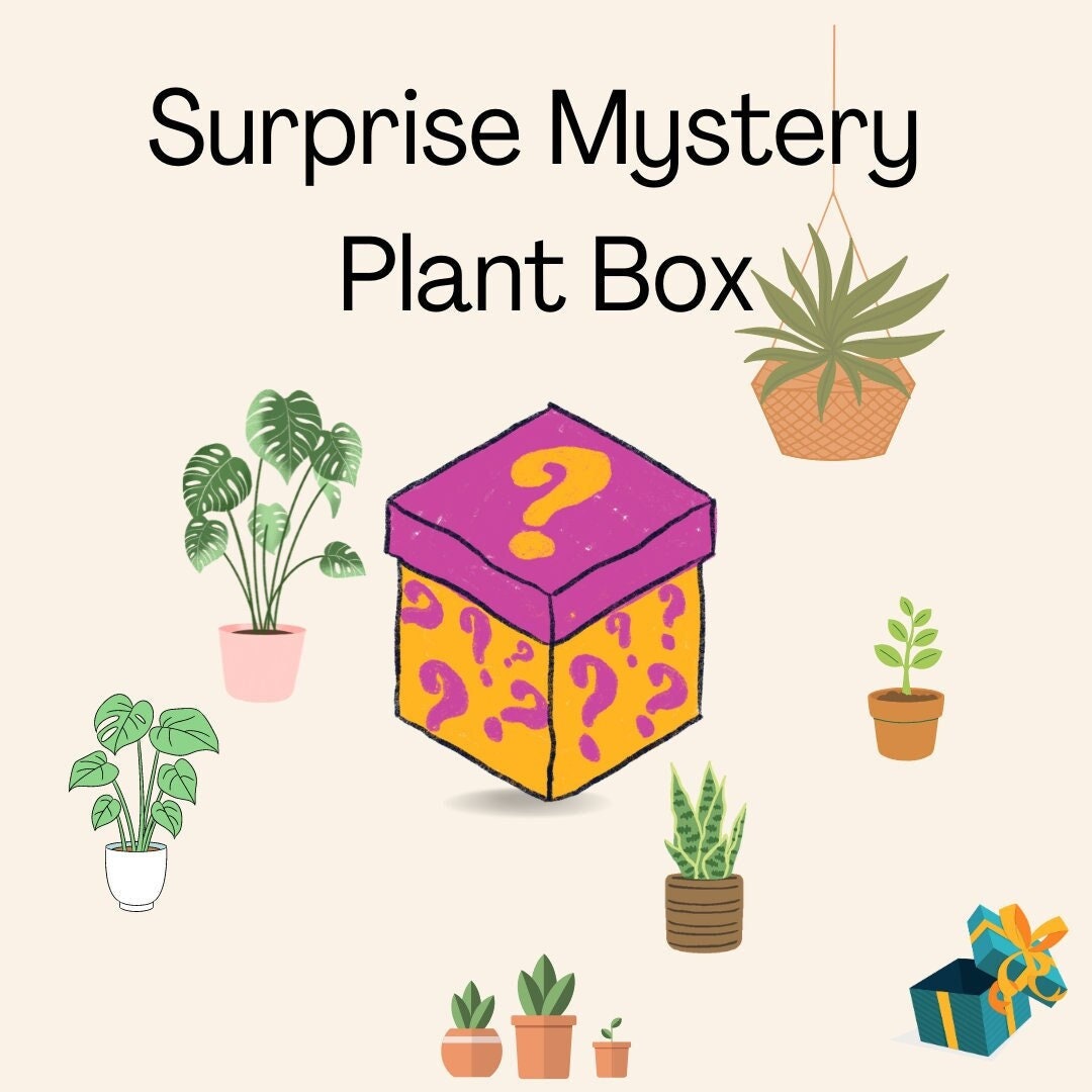 Suprise Plant Box, 3 Mystery Potted Plants, Potted Plants Etsy UK