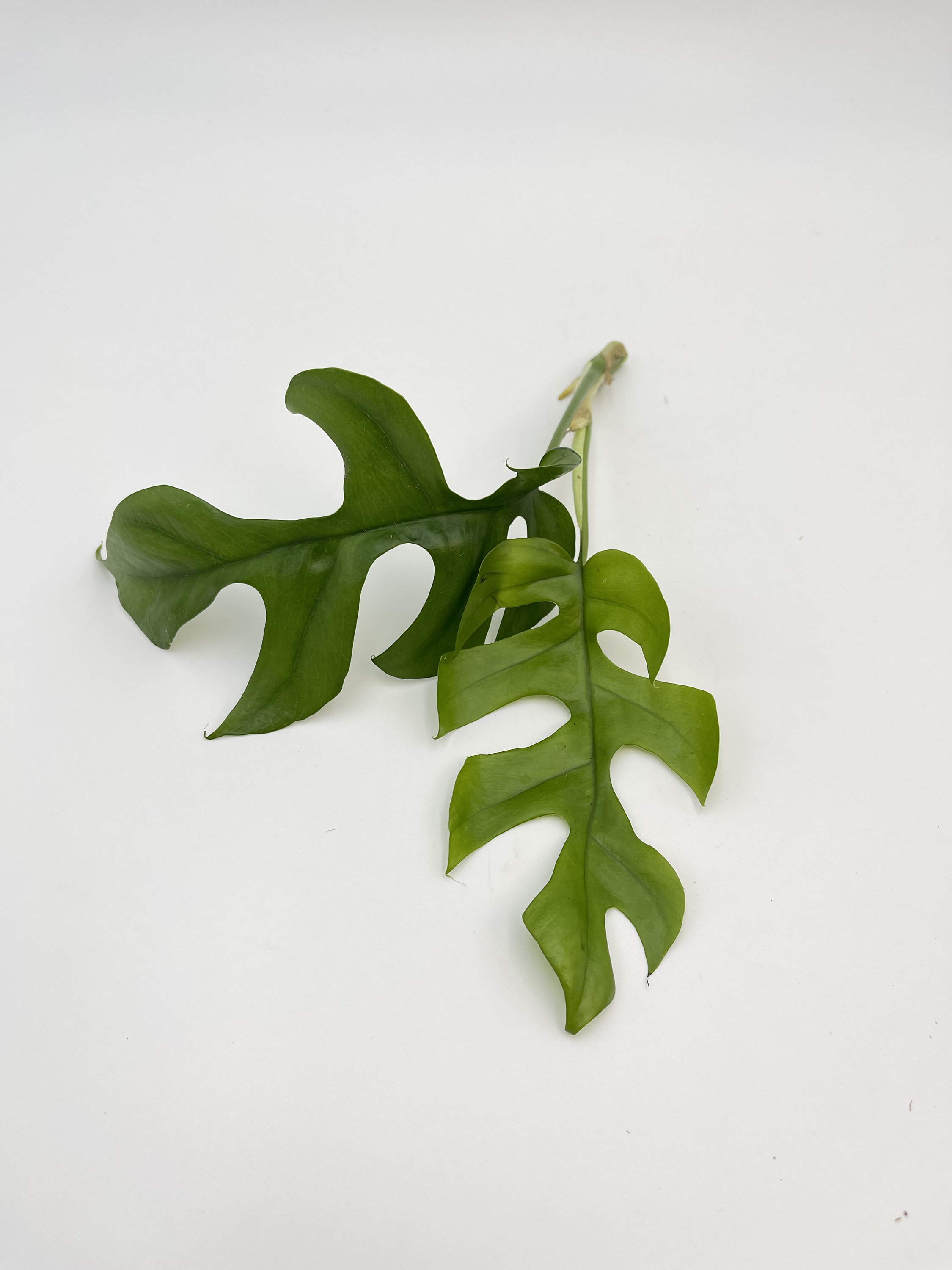 Monstera Minima Unrooted Cutting Rhaphidophora Tetrasperma Etsy
