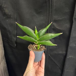 May include: A small potted succulent plant with vibrant green leaves and white edges. The plant is held in a grey plastic pot, showcasing its compact size and unique leaf structure. The background is a dark fabric.
