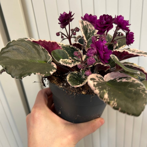 Rare Variegated African Violet Plant Saintpaulia Hovariagata, FULL PLANT