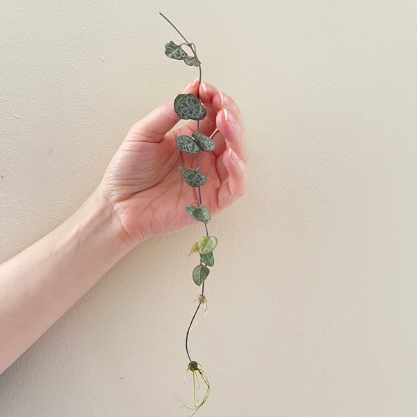 Rooted String of Hearts Cuttings, Ceropegia woodii, Trailing Houseplants,houseplant cuttings