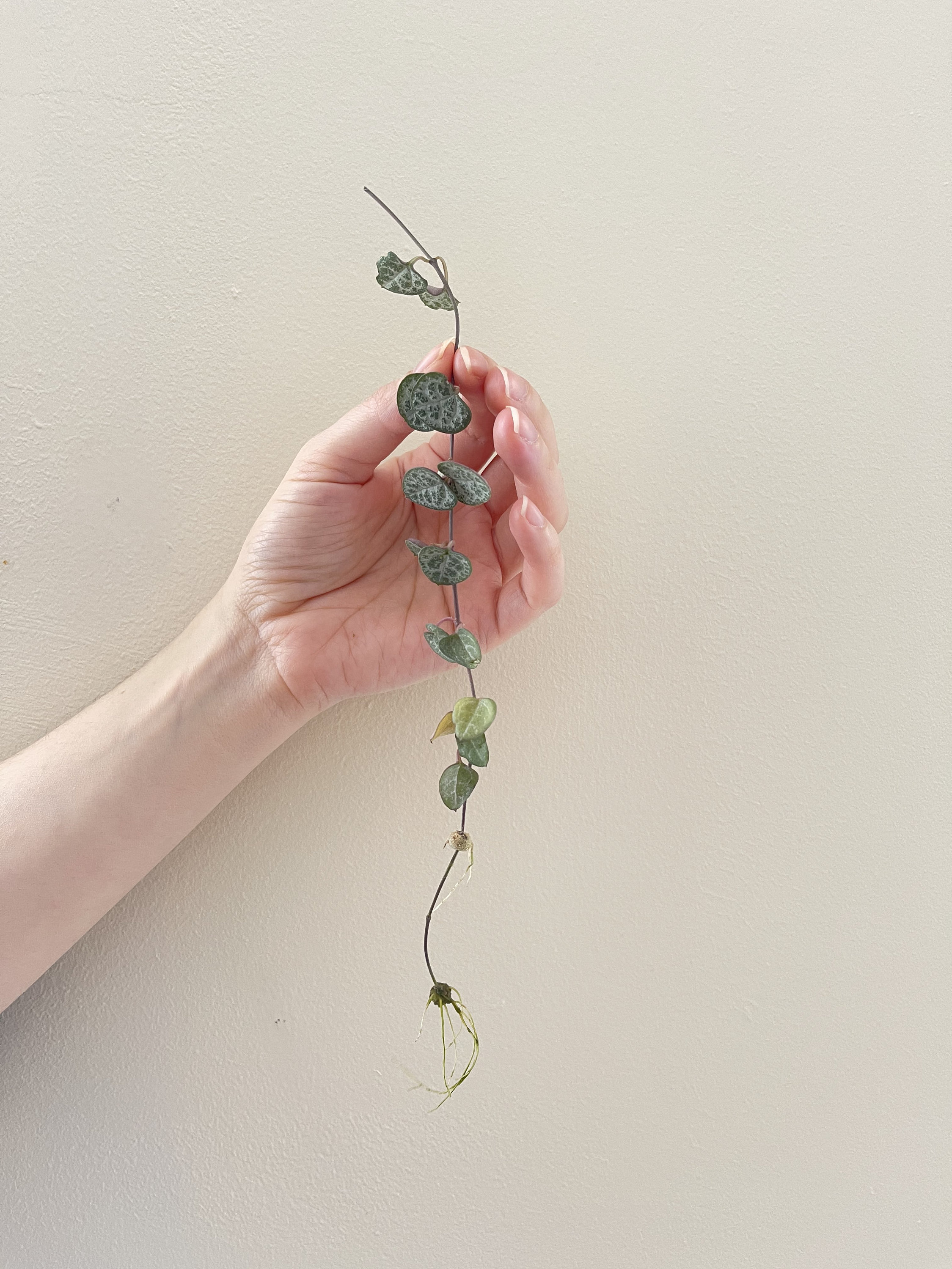 Rooted String of Hearts Cuttings Ceropegia Woodii Trailing Etsy UK