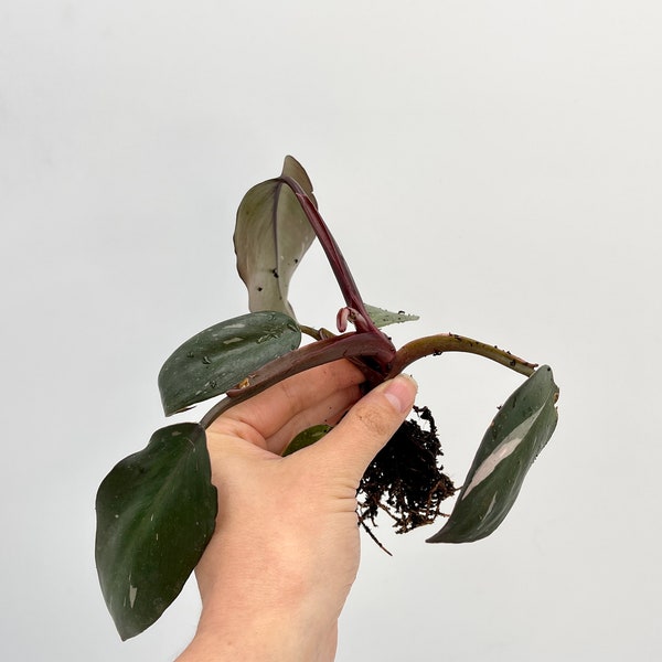 Philodendron Pink Princess rooted cutting, rare plant cutting,variegated house plant cutting