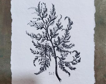 Botanical Wall Art: Fern Drawing Original hand Drawn illustration ink sketch 6x8 inch