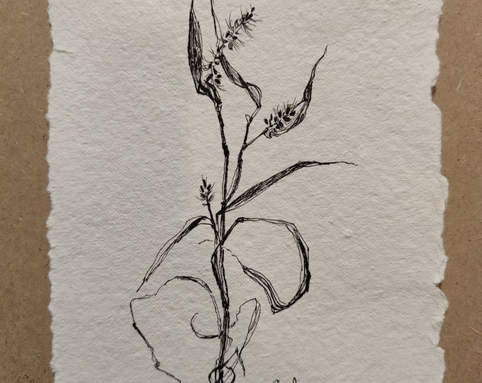 Botanical Line Dawing Original Floral Ink Sketch Simple Flower Study